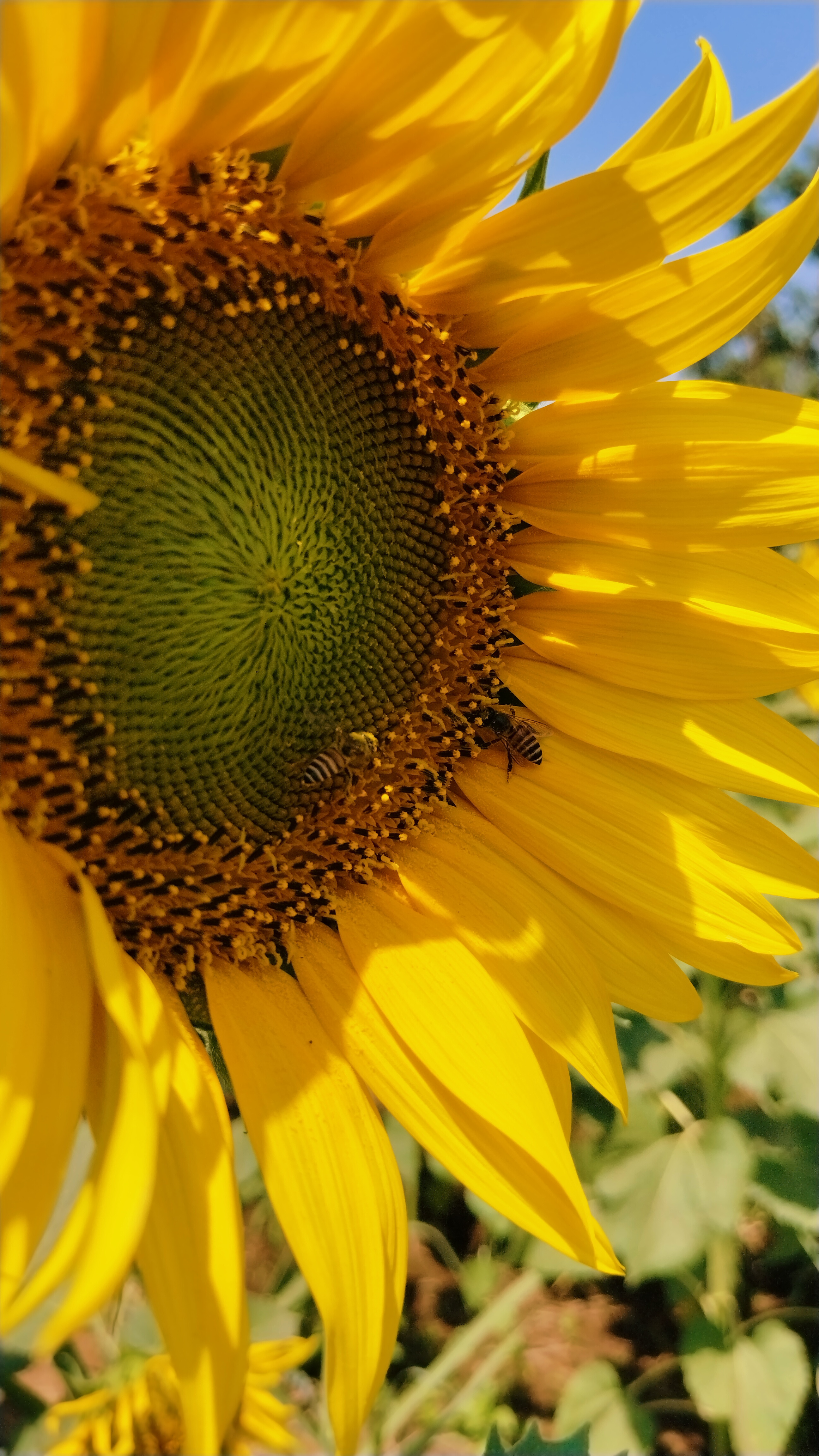 Nature Photo 3